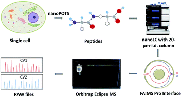 Graphical abstract: Ultrasensitive single-cell proteomics workflow identifies >1000 protein groups per mammalian cell