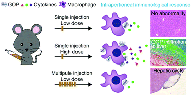 Graphical abstract: In vivo immunological response of exposure to PEGylated graphene oxide via intraperitoneal injection