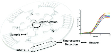 Graphical abstract: An integrated microfluidic detection system for the automated and rapid diagnosis of high-risk human papillomavirus