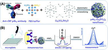 Graphical abstract: Biomimetic -mineralized multifunctional nanoflowers for anodic-stripping voltammetric immunoassay of rehabilitation-related proteins