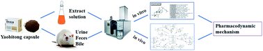 Graphical abstract: The systematic characterization of multiple components and metabolic profiling of bioactive constituents in Yaobitong capsule by UHPLC/Q-TOF-MS/MS