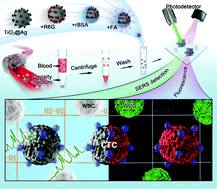 Graphical abstract: Ultrahigh SERS activity of the TiO2@Ag nanostructure leveraged for accurately detecting CTCs in peripheral blood