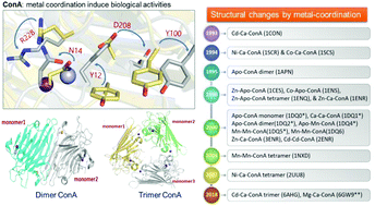 Graphical abstract: Concanavalin A: coordination diversity to xenobiotic metal ions and biological consequences