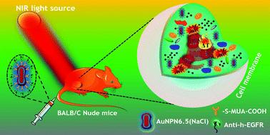 Graphical abstract: Salt-mediated, plasmonic field-field/field-lattice coupling-enhanced NIR-II photodynamic therapy using core-gap-shell gold nanopeanuts