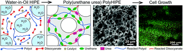 Graphical abstract: Porous polycaprolactone and polycarbonate poly(urethane urea)s via emulsion templating: structures, properties, cell growth