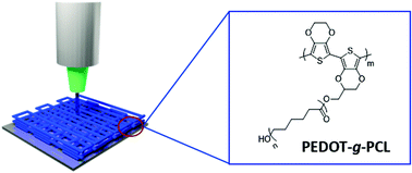 Graphical abstract: Electroactive 3D printable poly(3,4-ethylenedioxythiophene)-graft-poly(ε-caprolactone) copolymers as scaffolds for muscle cell alignment