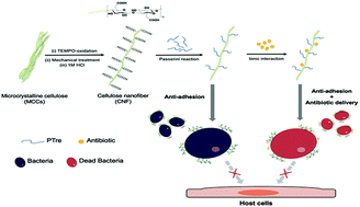 Graphical abstract: Trehalose coated nanocellulose to inhibit the infections by S. aureus