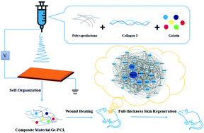 Graphical abstract: Self-organizing gelatin–polycaprplactone materials with good fluid transmission can promote full-thickness skin regeneration