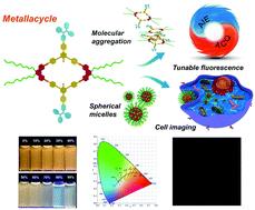 Graphical abstract: Amphiphilic rhomboidal metallacycles with aggregation-induced emission and aggregation-caused quenching luminogens for white-light emission and bioimaging