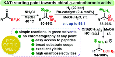 Graphical abstract: Primary trifluoroborate-iminiums enable facile access to chiral α-aminoboronic acids via Ru-catalyzed asymmetric hydrogenation and simple hydrolysis of the trifluoroborate moiety