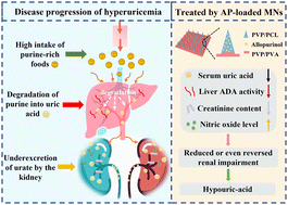 Graphical abstract: Transdermal delivery of allopurinol to acute hyperuricemic mice via polymer microneedles for the regulation of serum uric acid levels