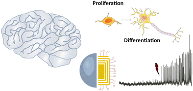 Graphical abstract: Engineering optical tools for remotely controlled brain stimulation and regeneration