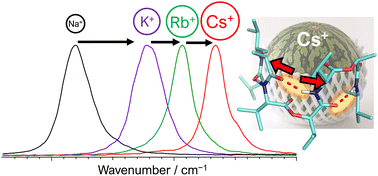 Graphical abstract: Cation-responsive cavity expansion of valinomycin revealed by cryogenic ion trap infrared spectroscopy