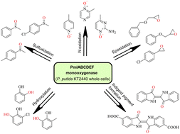 Graphical abstract: The versatility of non-heme diiron monooxygenase PmlABCDEF: a single biocatalyst for a plethora of oxygenation reactions