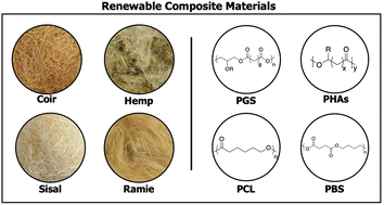 Graphical abstract: Renewed interest in biopolymer composites: incorporation of renewable, plant-sourced fibers