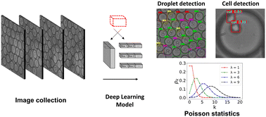 Graphical abstract: Deep learning detector for high precision monitoring of cell encapsulation statistics in microfluidic droplets