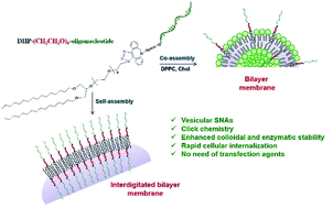 Graphical abstract: Nucleic acid-based supramolecular structures: vesicular spherical nucleic acids from a non-phospholipid nucleolipid