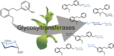 Graphical abstract: Plant glycosyltransferases for expanding bioactive glycoside diversity