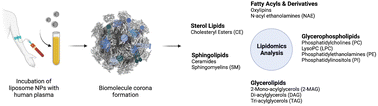 Graphical abstract: The lipidomic profile of the nanoparticle-biomolecule corona reflects the diversity of plasma lipids