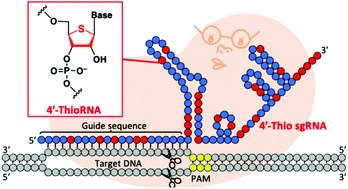 Graphical abstract: Cas9-mediated DNA cleavage guided by enzymatically prepared 4′-thio-modified RNA