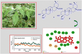 Graphical abstract: In vitro anti-inflammatory, in silico molecular docking and molecular dynamics simulation of oleanane-type triterpenes from aerial parts of Mussaenda recurvata