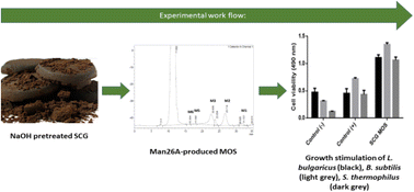 Graphical abstract: Bioconversion of spent coffee grounds to prebiotic mannooligosaccharides – an example of biocatalysis in biorefinery