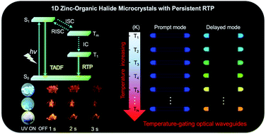 Graphical abstract: Color-tunable persistent luminescence in 1D zinc–organic halide microcrystals for single-component white light and temperature-gating optical waveguides
