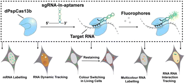 Graphical abstract: Live-cell RNA imaging using the CRISPR-dCas13 system with modified sgRNAs appended with fluorescent RNA aptamers