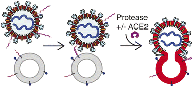 Graphical abstract: The ACE2 receptor accelerates but is not biochemically required for SARS-CoV-2 membrane fusion