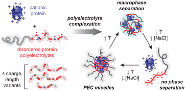 Graphical abstract: Self-assembly of globular proteins with intrinsically disordered protein polyelectrolytes and block copolymers