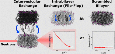 Graphical abstract: Investigating the cut-off effect of n-alcohols on lipid movement: a biophysical study