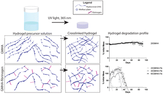 Graphical abstract: Development of a bioactive tunable hyaluronic-protein bioconjugate hydrogel for tissue regenerative applications