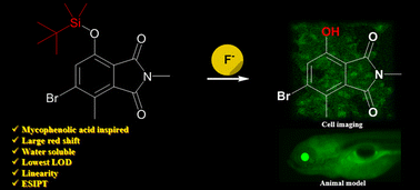 Graphical abstract: “Lighting up” fluoride: cellular imaging and zebrafish model interrogations using a simple ESIPT-based mycophenolic acid precursor-based probe