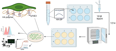 Graphical abstract: Synthetic hyaluronic acid coating preserves the phenotypes of lymphatic endothelial cells