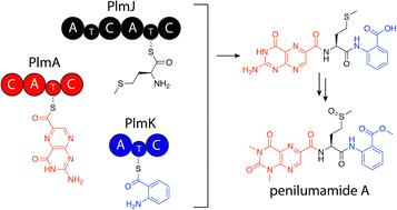 Graphical abstract: Biosynthesis of the fungal nonribosomal peptide penilumamide A and biochemical characterization of a pterin-specific adenylation domain