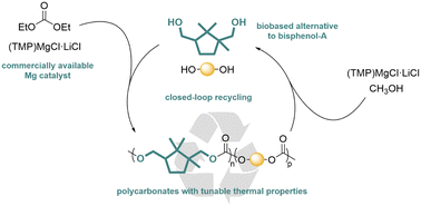 Graphical abstract: Efficient synthesis of camphor-based polycarbonates: a direct route to recyclable polymers