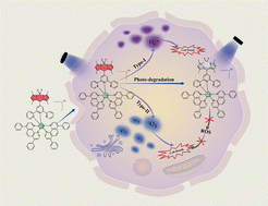 Graphical abstract: A photo-degradable BODIPY-modified Ru(ii) photosensitizer for safe and efficient PDT under both normoxic and hypoxic conditions