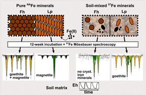 Graphical abstract: Contact with soil impacts ferrihydrite and lepidocrocite transformations during redox cycling in a paddy soil