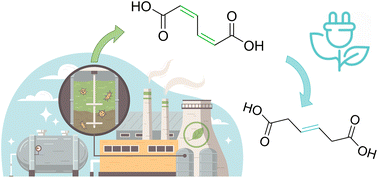 Graphical abstract: Local reactivity descriptors to decipher the electrochemical hydrogenation of unsaturated carboxylic acids