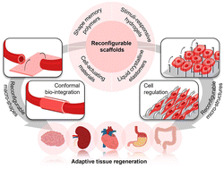Graphical abstract: Reconfigurable scaffolds for adaptive tissue regeneration