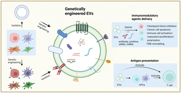 Graphical abstract: Genetically engineered cell-derived nanovesicles for cancer immunotherapy