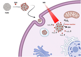 Graphical abstract: Fe-doped nanodiamond-based photo-Fenton catalyst for dual-modal fluorescence imaging and improved chemotherapeutic efficacy against tumor hypoxia