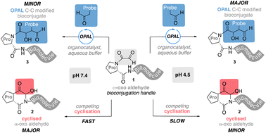 Graphical abstract: Cross aldol OPAL bioconjugation outcompetes intramolecular hemiaminal cyclisation of proline adjacent N-terminal α-oxo aldehydes at acidic pH