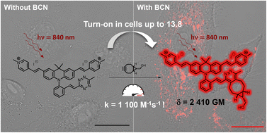 Graphical abstract: Ultrabright two-photon excitable red-emissive fluorogenic probes for fast and wash-free bioorthogonal labelling in live cells