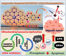 Graphical abstract: Interrogating bioinspired ESIPT/PCET-based Ir(iii)-complexes as organelle-targeted phototherapeutics: a redox-catalysis under hypoxia to evoke synergistic ferroptosis/apoptosis