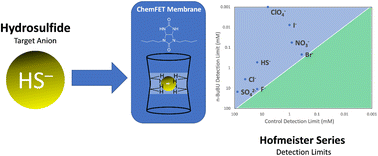 Graphical abstract: Benchmarking the placement of hydrosulfide in the Hofmeister series using a bambus[6]uril-based ChemFET sensor