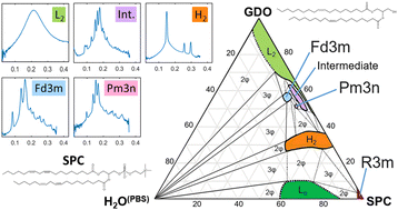 Graphical abstract: Phase behavior of soybean phosphatidylcholine and glycerol dioleate in hydrated and dehydrated states studied by small-angle X-ray scattering