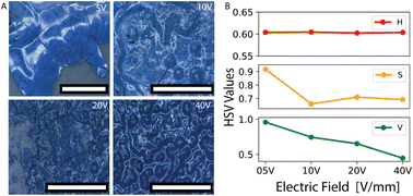 Graphical abstract: Tuning disorder in structurally colored bioinspired photonic glasses