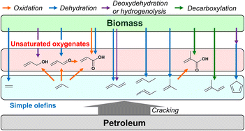 Graphical abstract: A perspective on catalytic production of olefinic compounds from biomass