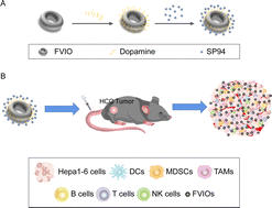 Graphical abstract: Effect of surface modification on the distribution of magnetic nanorings in hepatocellular carcinoma and immune cells